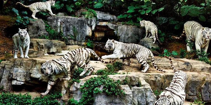 【長(zhǎng)隆野生動(dòng)物園一天游】暢游動(dòng)物世界，休閑之旅